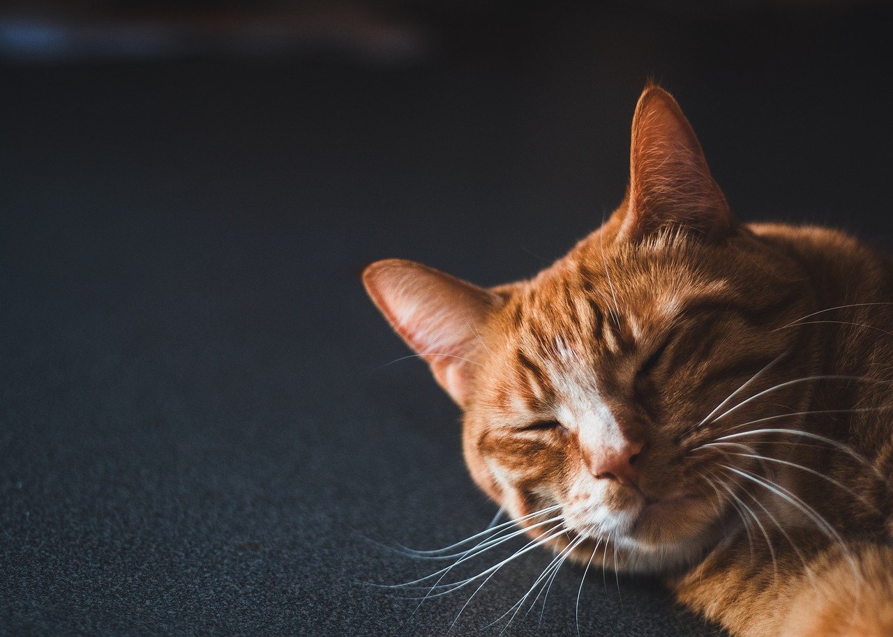 How to Create a Comfortable Environment for Aging Pets